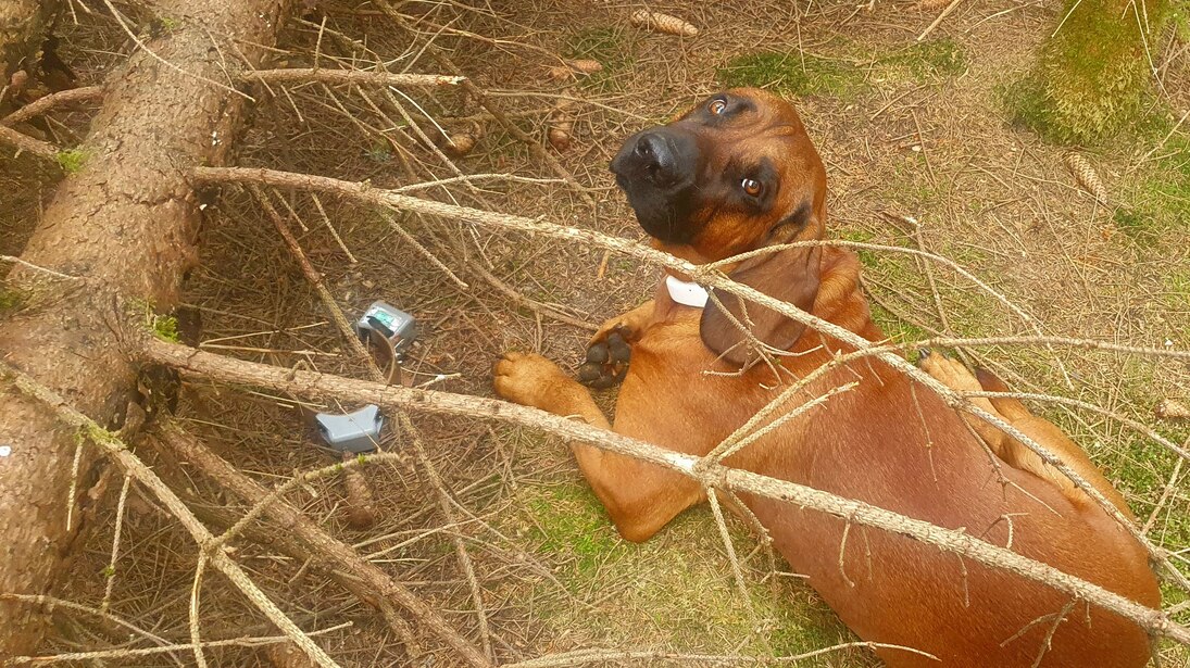 Hund Leo, neben ihm liegt Junos Halsband unter Zweigen