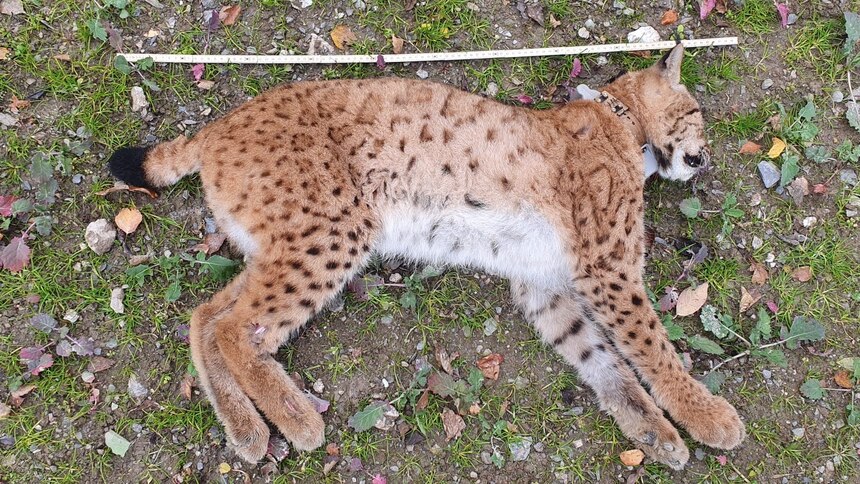 Foto vom toten Luchs